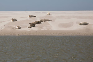 ausflug-seehundsbank-norderoogsand.jpg