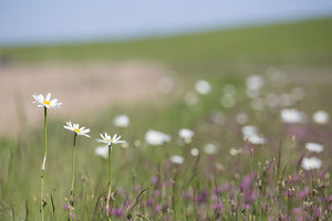 blumenwiese-natur-insel-pellworm.jpg