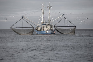 fischkutter-krabben-fischen-pellworm.jpg