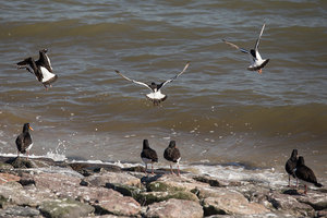 insel-pellworm-nordsee-austernfischer.jpg